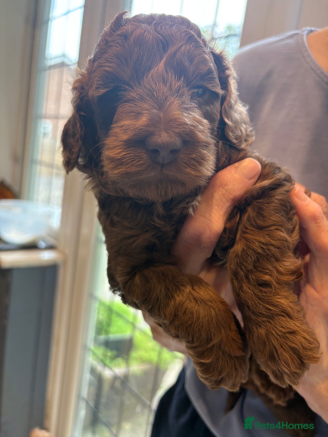 Cockapoo dogs for sale: Red, Chocolate and Merle Cockapoo Puppies - Image 6