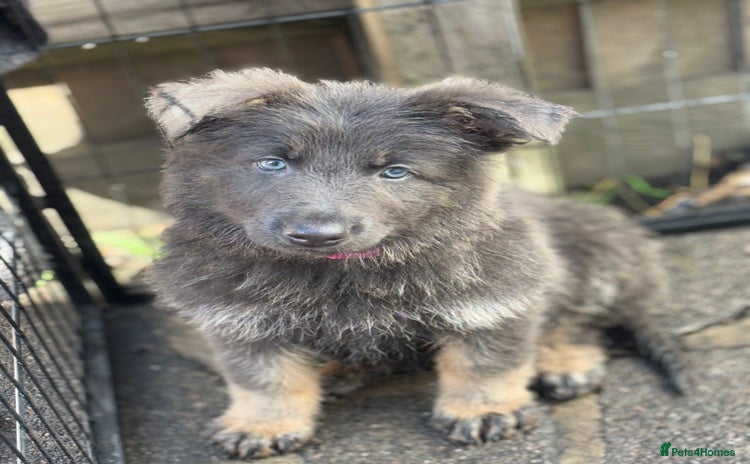 German Shepherd dogs - Advert 1