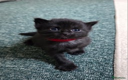 Mixed Breed cats for sale: One male and female tabby kittens  - Image 21