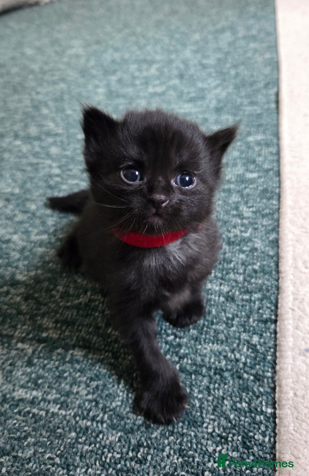 Mixed Breed cats for sale: One male and female tabby kittens  - Image 21