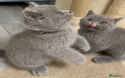 British Shorthair cats for sale: Six blue British shorthair kittens for sale  - Image 5
