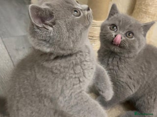 British Shorthair cats - Advert 3