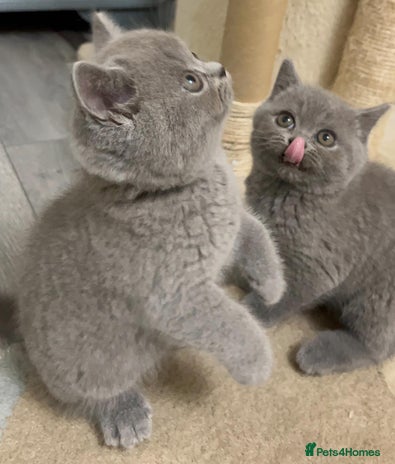 British Shorthair cats - Advert 3