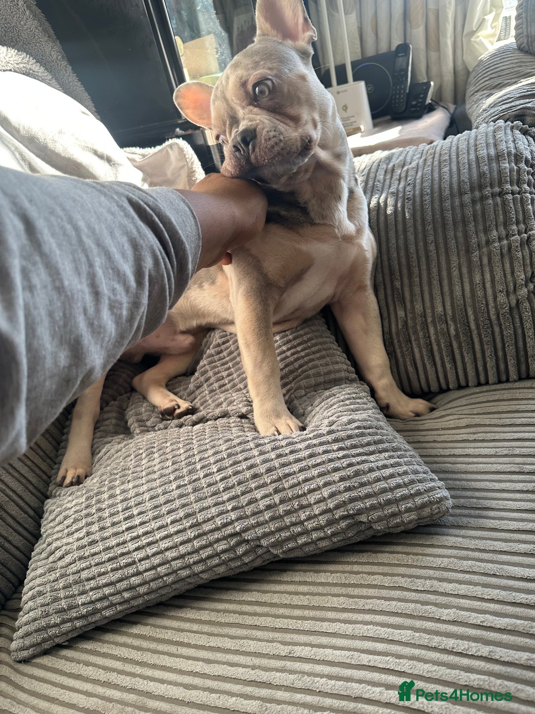 French Bulldog dogs for stud: Quality French Bulldog “Ramo” Available for Stud - Advert 4