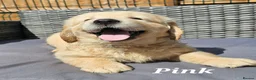 Golden Retriever dogs for sale: 3x KC golden retriever pups, ready 22nd June - Advert 8