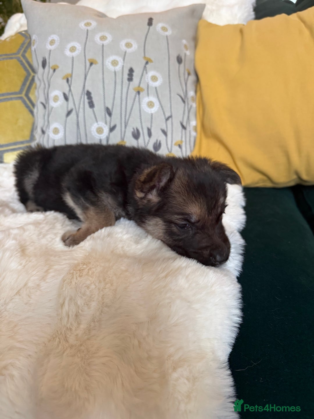 German Shepherd dogs for sale: Stunning German Shepherd Puppies - Advert 13