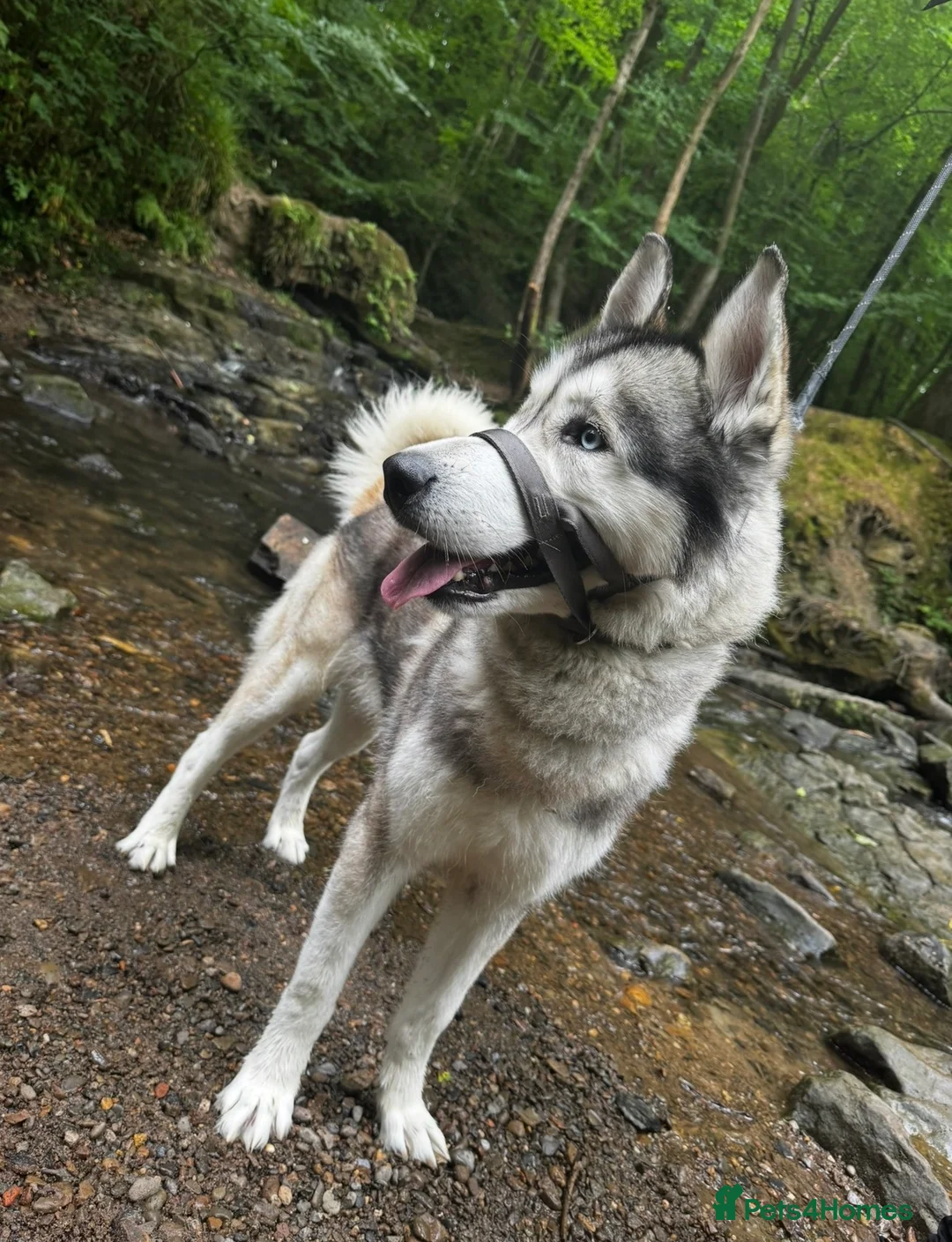 Utonagan dogs for sale: Koda (Wolfie) - Advert 1