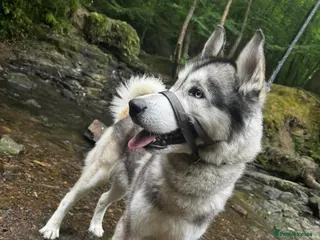 Utonagan dogs Koda (Wolfie) - Advert 6