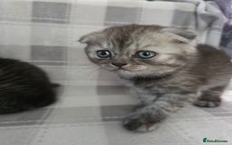 Scottish Fold cats for sale: Scottish-fold/straight ears kittens grey colour - Image 5