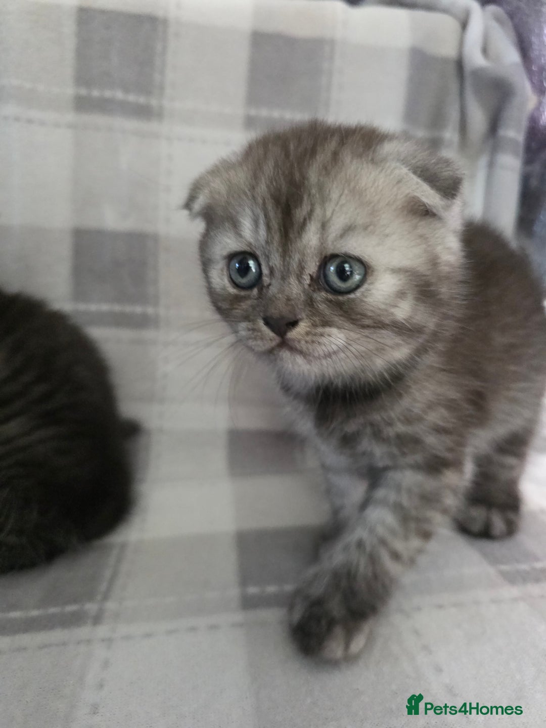 Scottish Fold cats for sale: Scottish-fold/straight ears kittens grey colour - Image 5