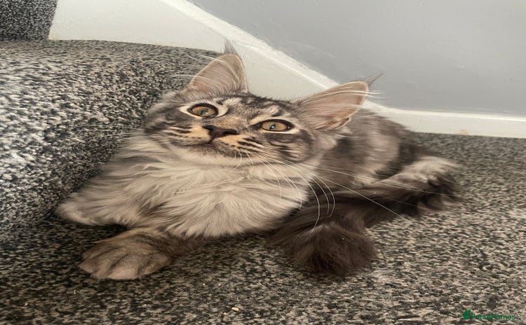 Maine Coon cats - Advert 3