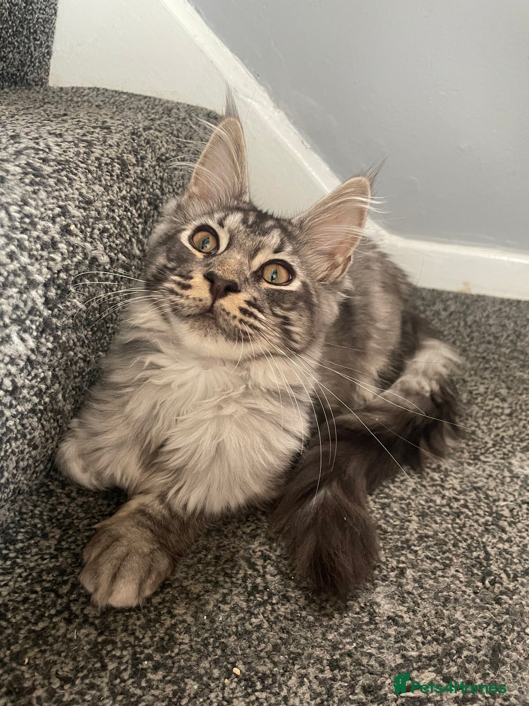 Maine Coon cats for sale: Male Mainecoon - Image 1