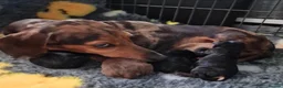 Miniature Dachshund dogs for sale: ADORABLE MINI DACHSHUNDS  - Advert 7