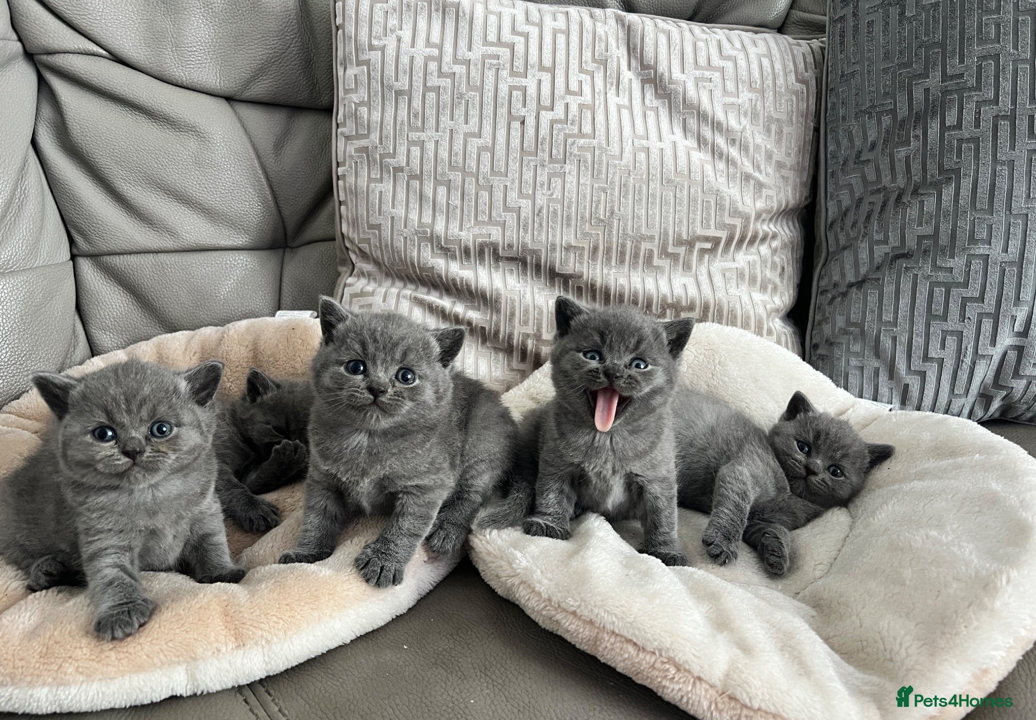 British Shorthair cats British shorthair kittens  - Advert 3