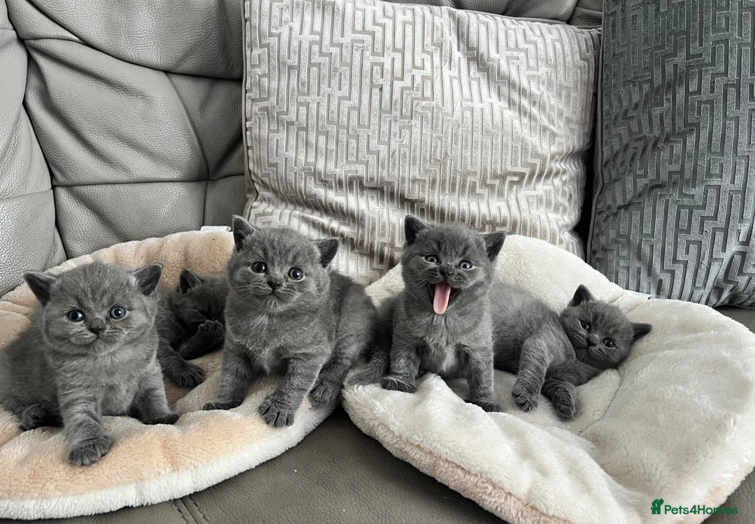 British Shorthair cats for sale: British shorthair kittens  - Advert 1