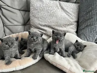 British Shorthair cats British shorthair kittens domestic - Advert 1
