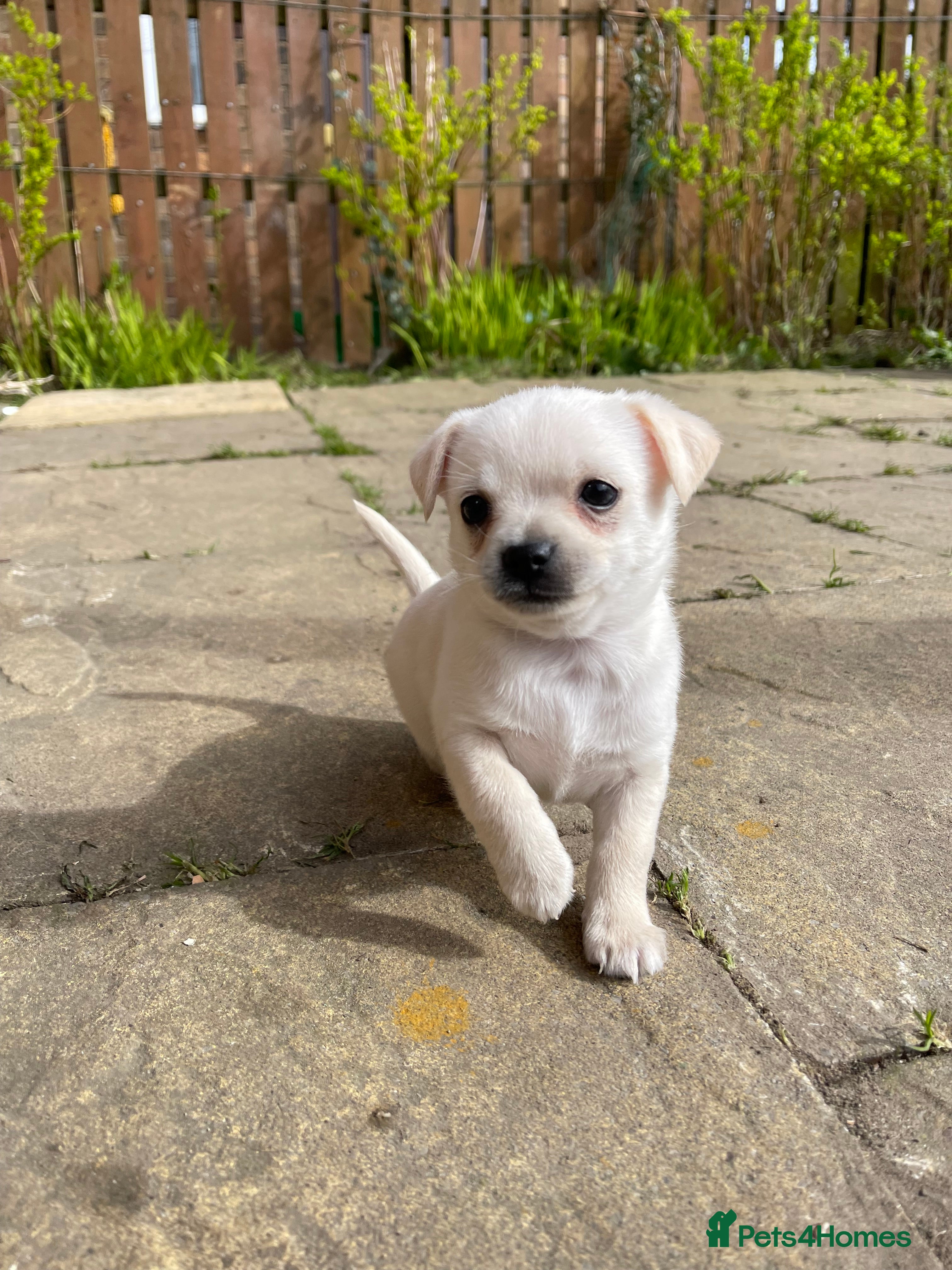 Chihuahua dogs Beautiful chihuahua for sale - Advert 14