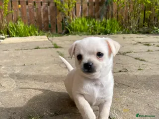 Chihuahua dogs Beautiful chihuahua for sale - Advert 14