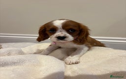 Cavalier King Charles Spaniel dogs for sale: Extensively health tested parent cavalier puppy’s  - Image 10