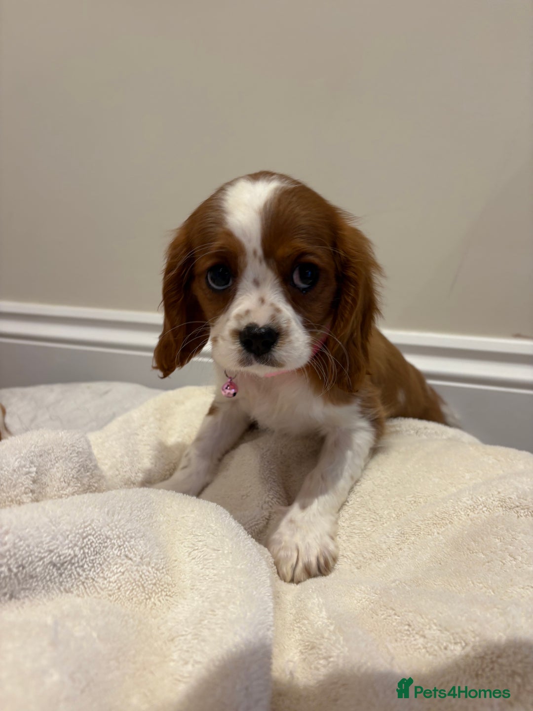 Cavalier King Charles Spaniel dogs for sale: Extensively health tested parent cavalier puppy’s  - Image 10