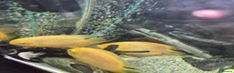 Other/Mixed Breed fish for sale: Tank and fish for sale can be sold separate pm me in Leeds - Advert 3