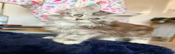 Maine Coon cats for sale: Two registered mainecoon kittens (1 poly)  - Advert 15