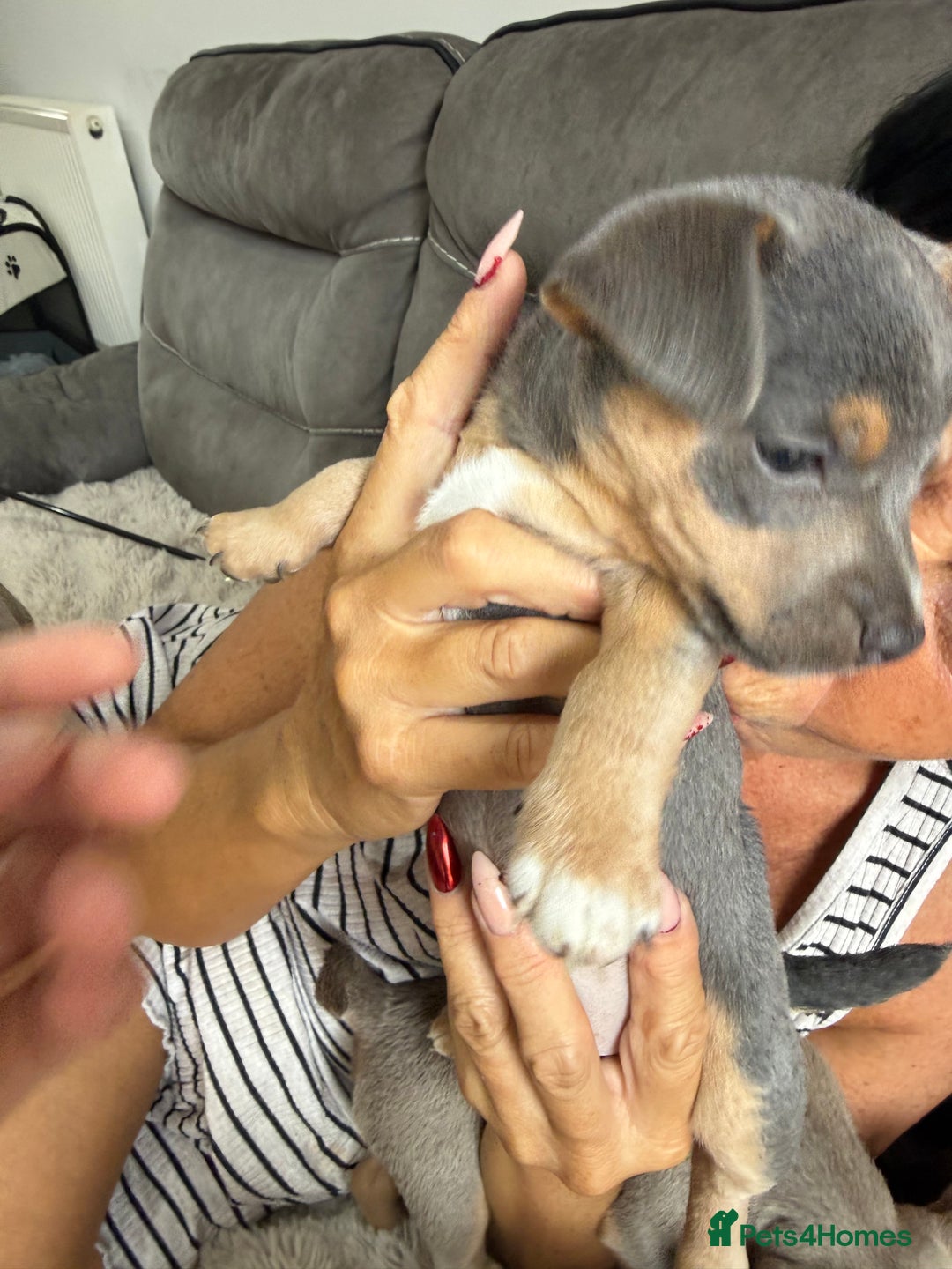 Jack Russell dogs for sale: Jack Russell Puppies 3 boys available - Image 12