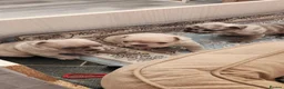 French Bulldog dogs for sale: French bulldog in Houghton le Spring - Advert 4