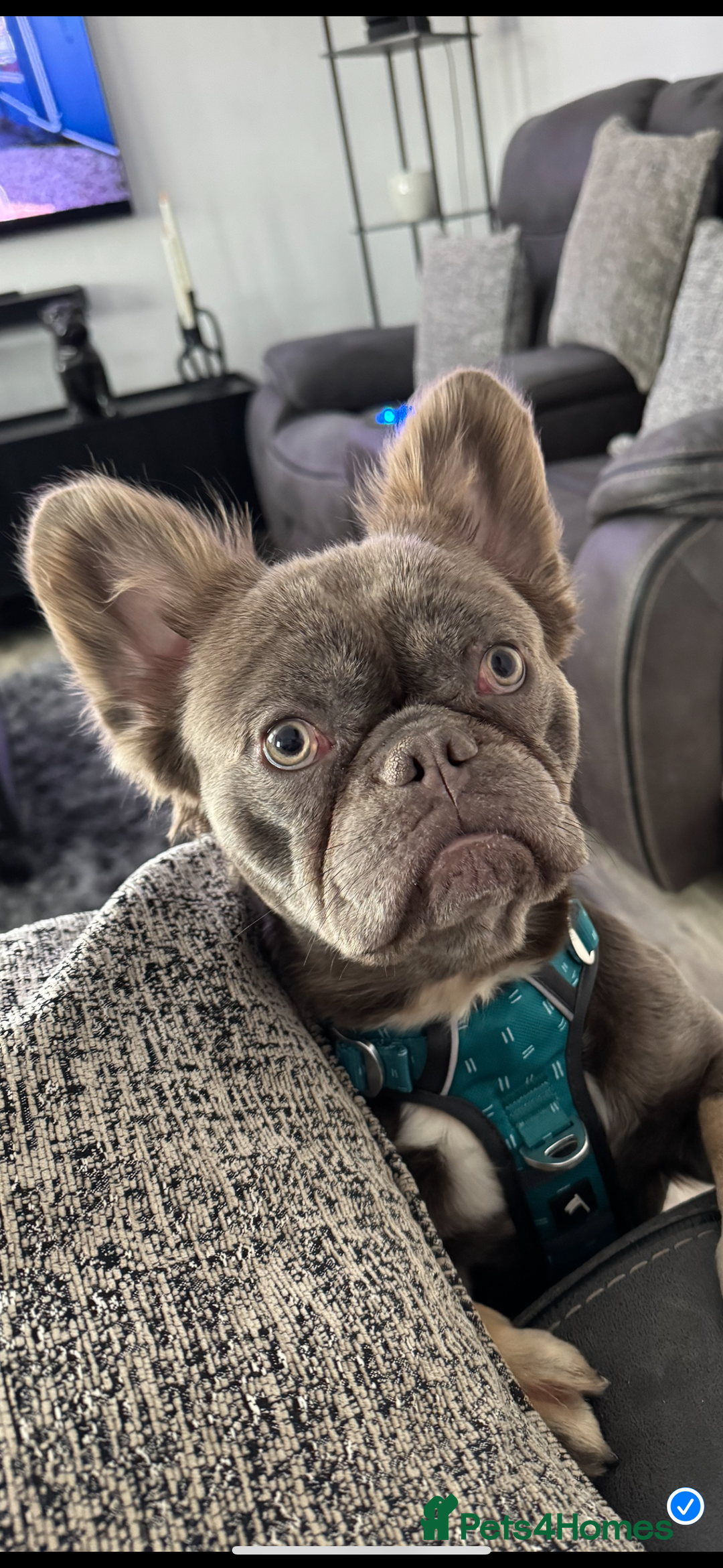 French Bulldog dogs for sale: Fluffy French bulldog and big rope French bulldog - Image 1