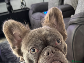 French Bulldog dogs - Advert 11