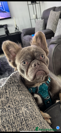 French Bulldog dogs - Advert 3