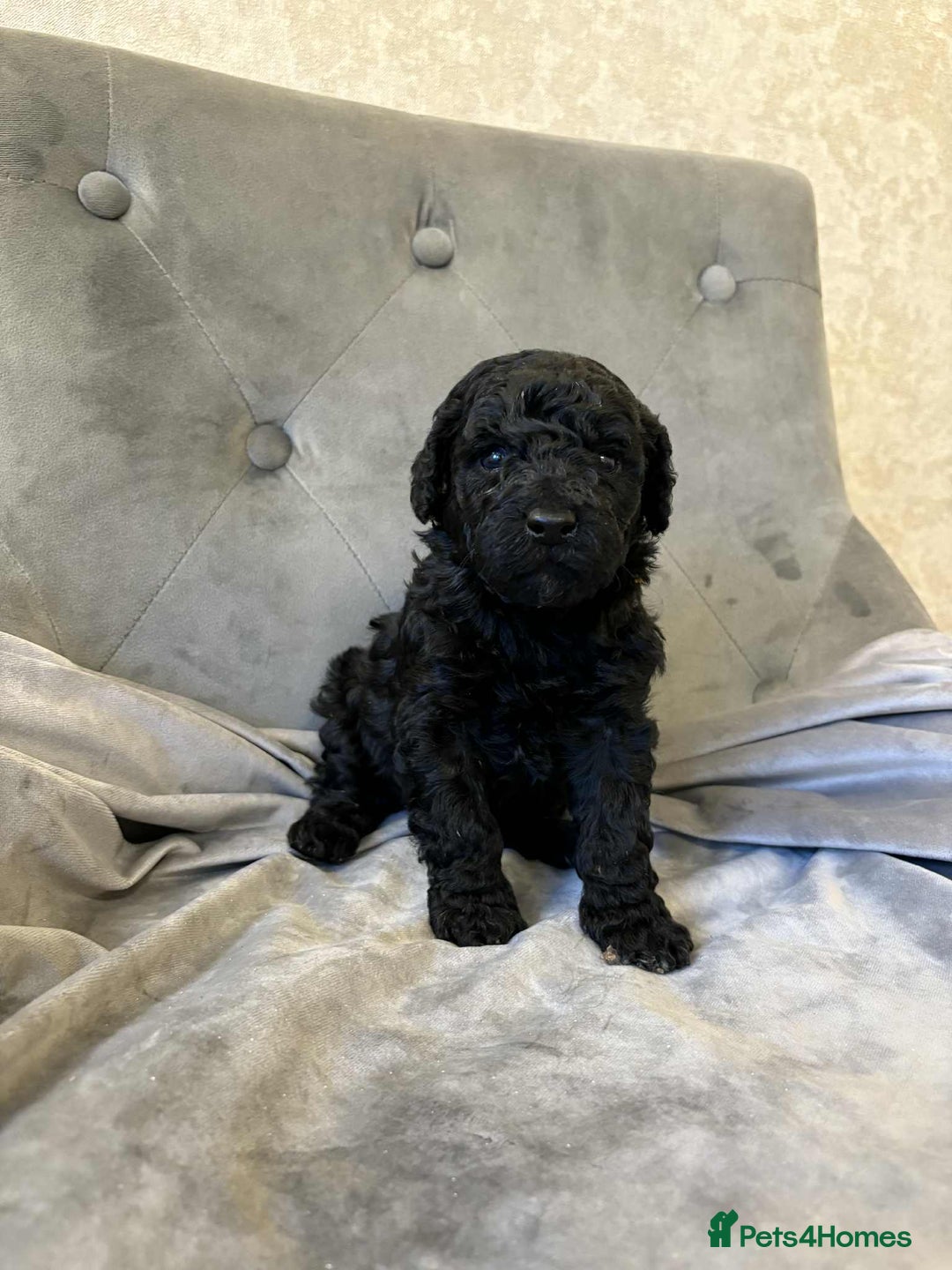 Mini Goldendoodle dogs for sale: LAST 2❗️Miniature goldenoodle pups ready now🏡🌟  - Advert 22