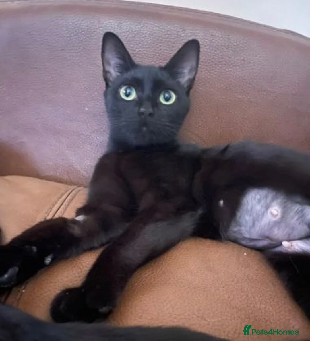 Mixed Breed cats for adoption: VIXEN - Advert 2