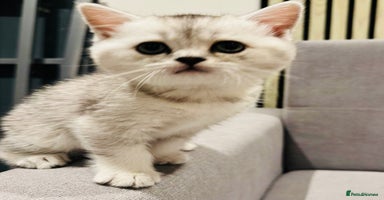 Scottish Fold cats - Advert 11