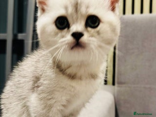 Scottish Fold cats - Advert 11