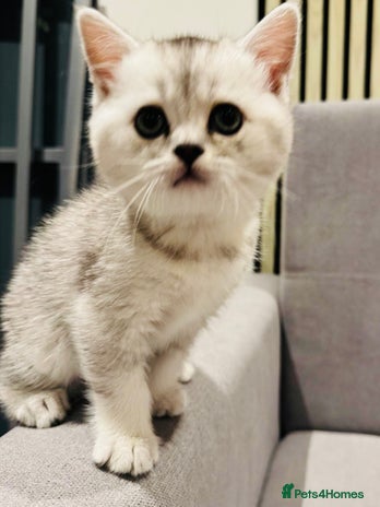 Scottish Fold cats - Advert 6