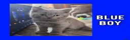 British Shorthair cats for sale: Stunning Lilac British Shorthair Kittens For Sale - Advert 38