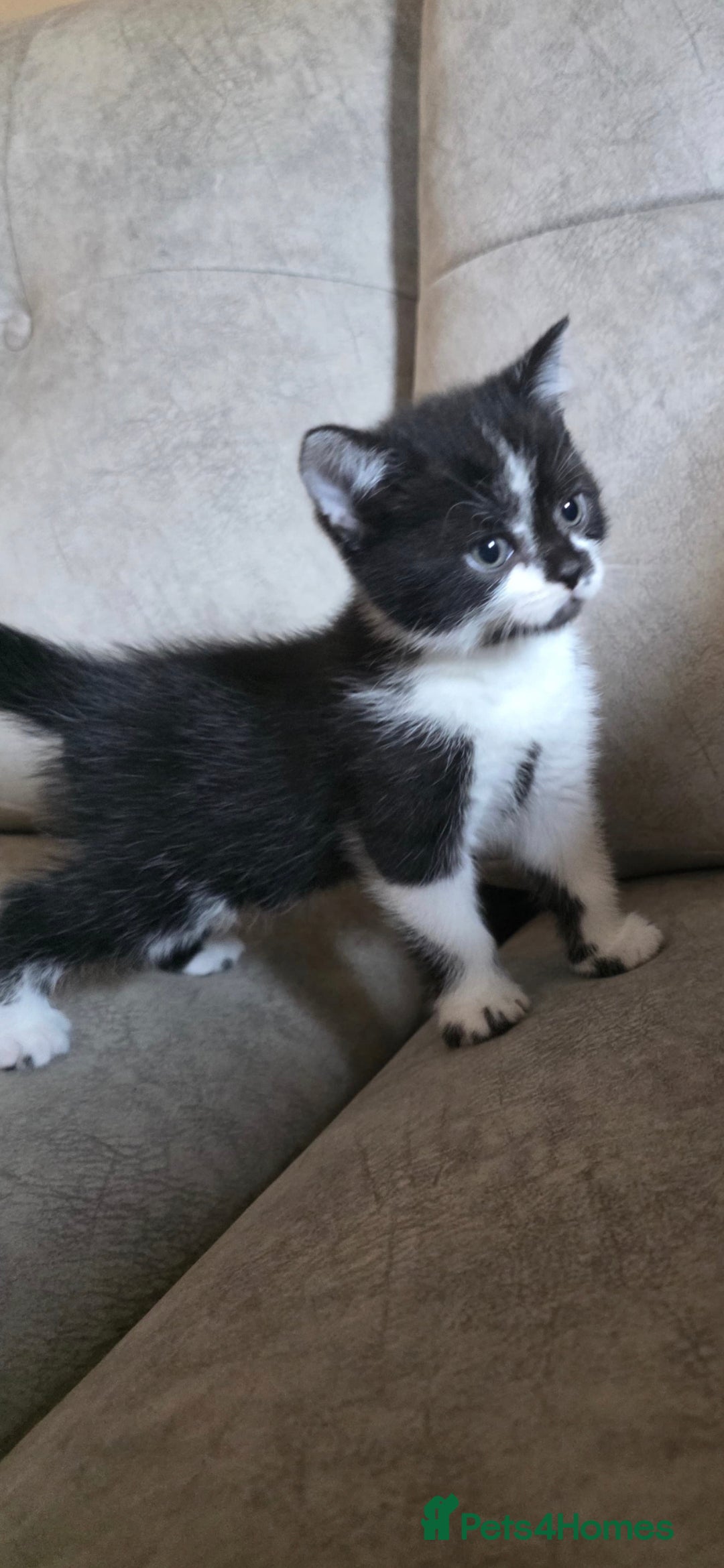 Mixed Breed cats for sale: Mum is a blue British shorthair  - Advert 3