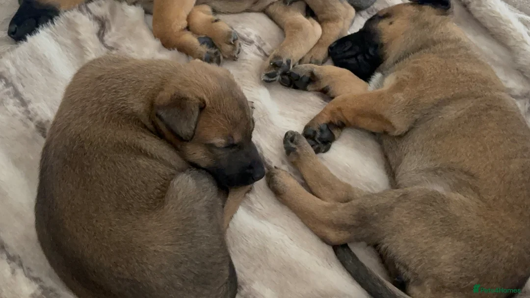 Mixed Breed dogs for sale: Belgain shepherd cross - Advert 2