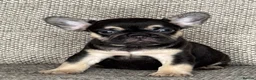 French Bulldog dogs for sale: Unique French bulldog pups 6 weeks old  - Advert 5