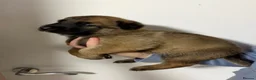 Belgian Shepherd Dog dogs for sale: Belgian malinois  in Lanark - Advert 4
