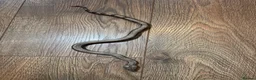 Boa Snake reptiles for sale: Sterling / super fire boa morph  in Bromley - Advert 4