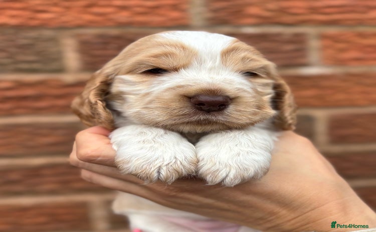 Cocker Spaniel dogs - Advert 12