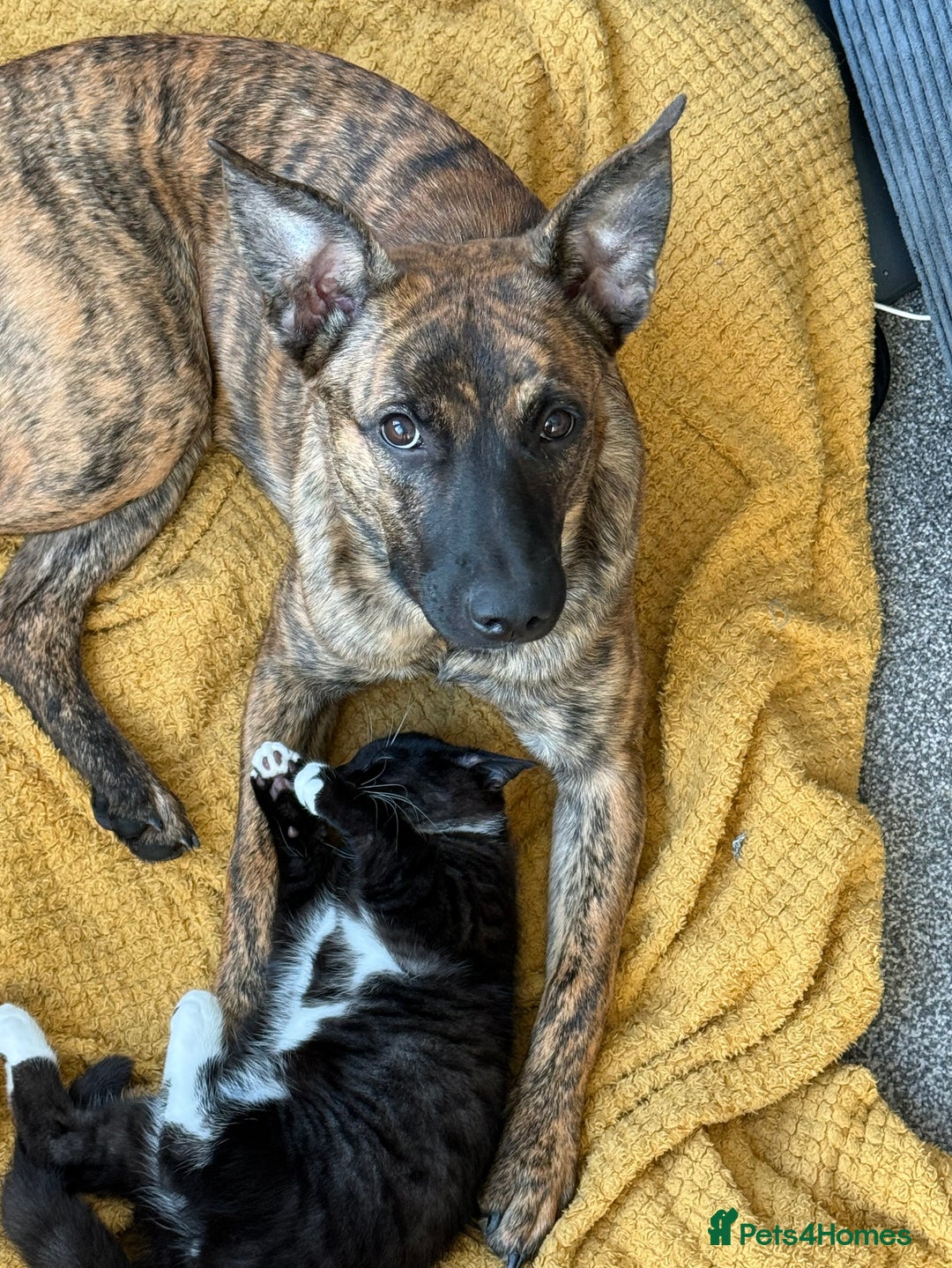 Mixed Breed dogs for sale: Roxie Belgian Malinois cross  - Advert 4