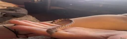 Corn Snake reptiles for sale: Corn snake with vivarium - Advert 1