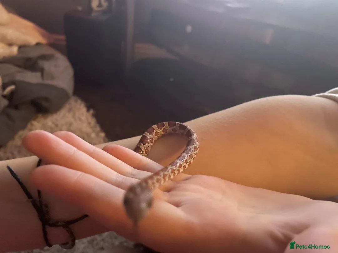 Corn Snake reptiles for sale: Corn snake with vivarium - Advert 1