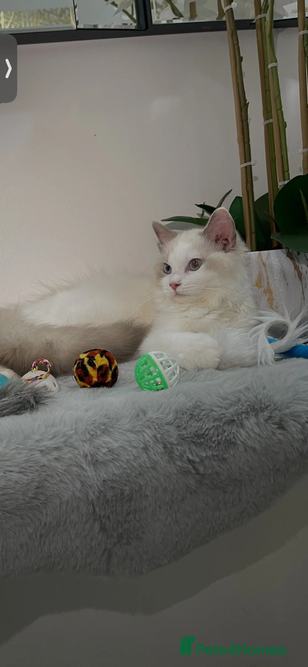 Ragdoll cats for sale: Ragdoll kittens - Advert 1