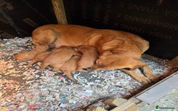 Labradoodle dogs for sale: Beautiful F1 Labradoodles Rich Red - Image 6