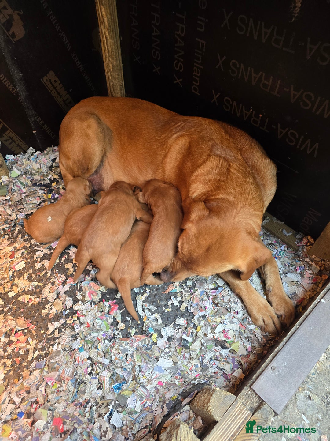 Labradoodle dogs for sale: Beautiful F1 Labradoodles Rich Red - Image 6