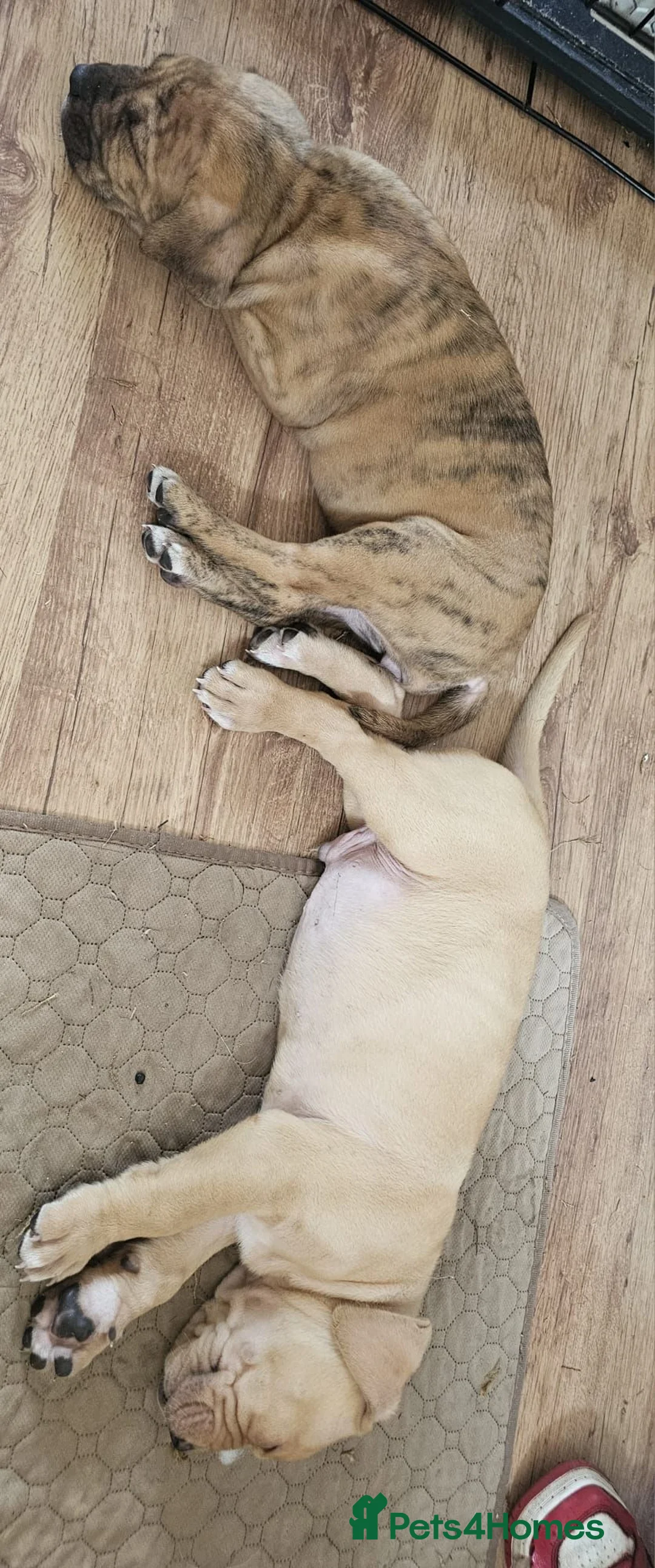 Mixed Breed dogs for sale: Bullmastiff cross cane corso - Advert 40